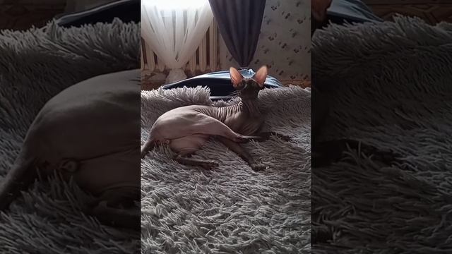 Кот Аватар