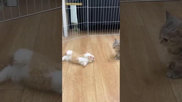 1000085636.mp4