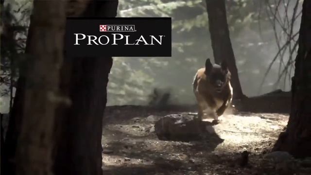 2015 Bomgaars TV62 Peak & Purina CVA-BOM-5623