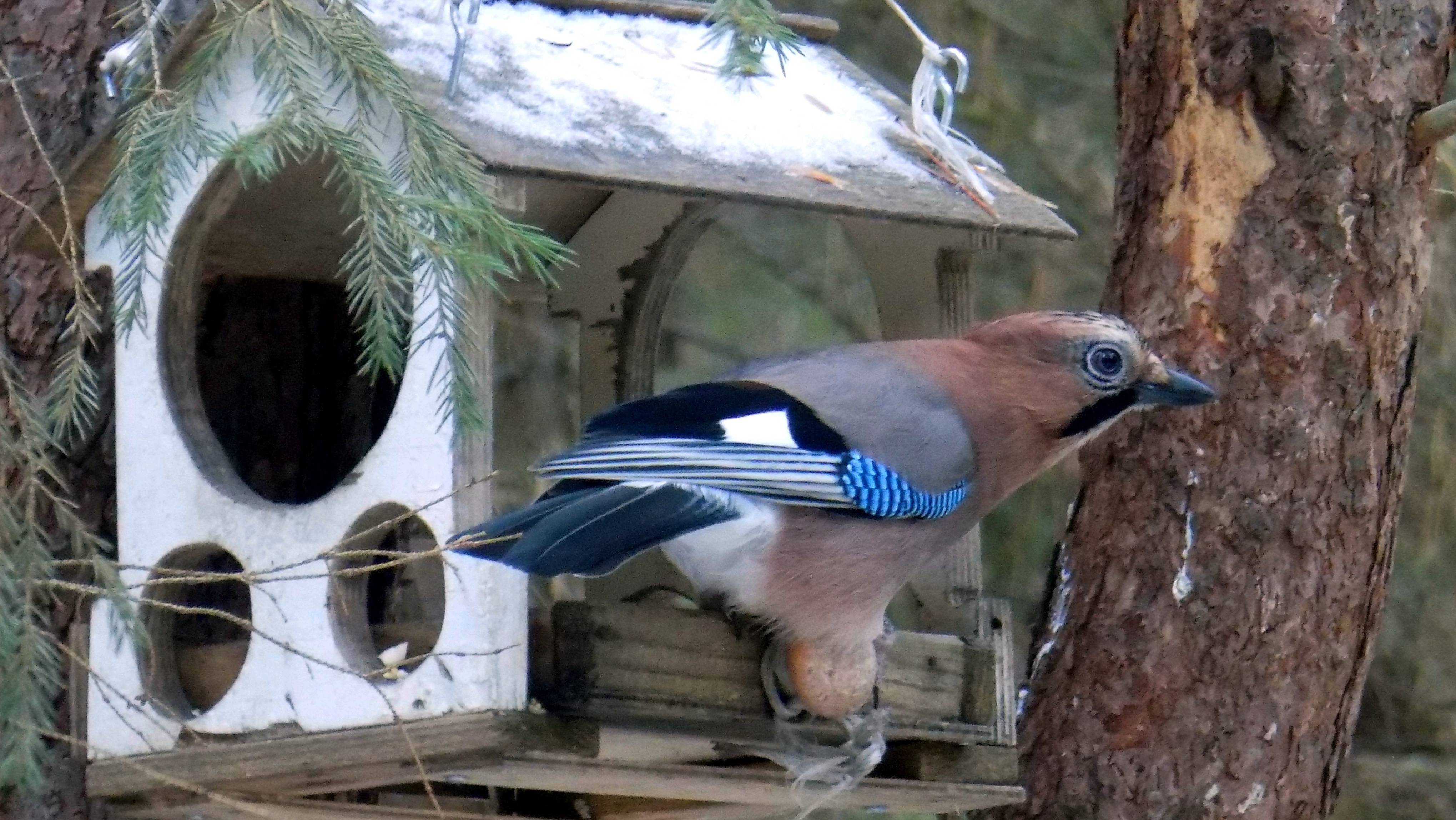 Сойки, интересные птички.