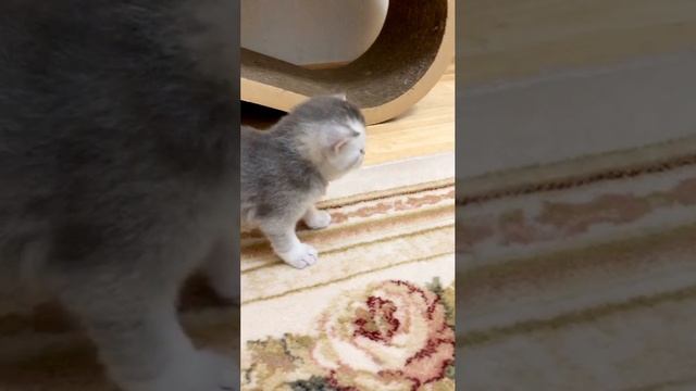 Котятам кошки Кайли 25 дней.