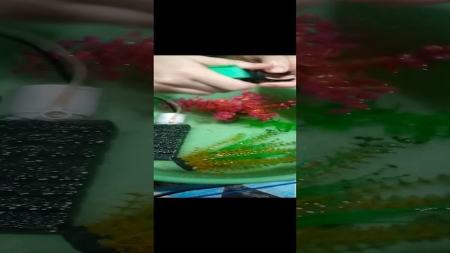 VID_20241202_091429.mp4