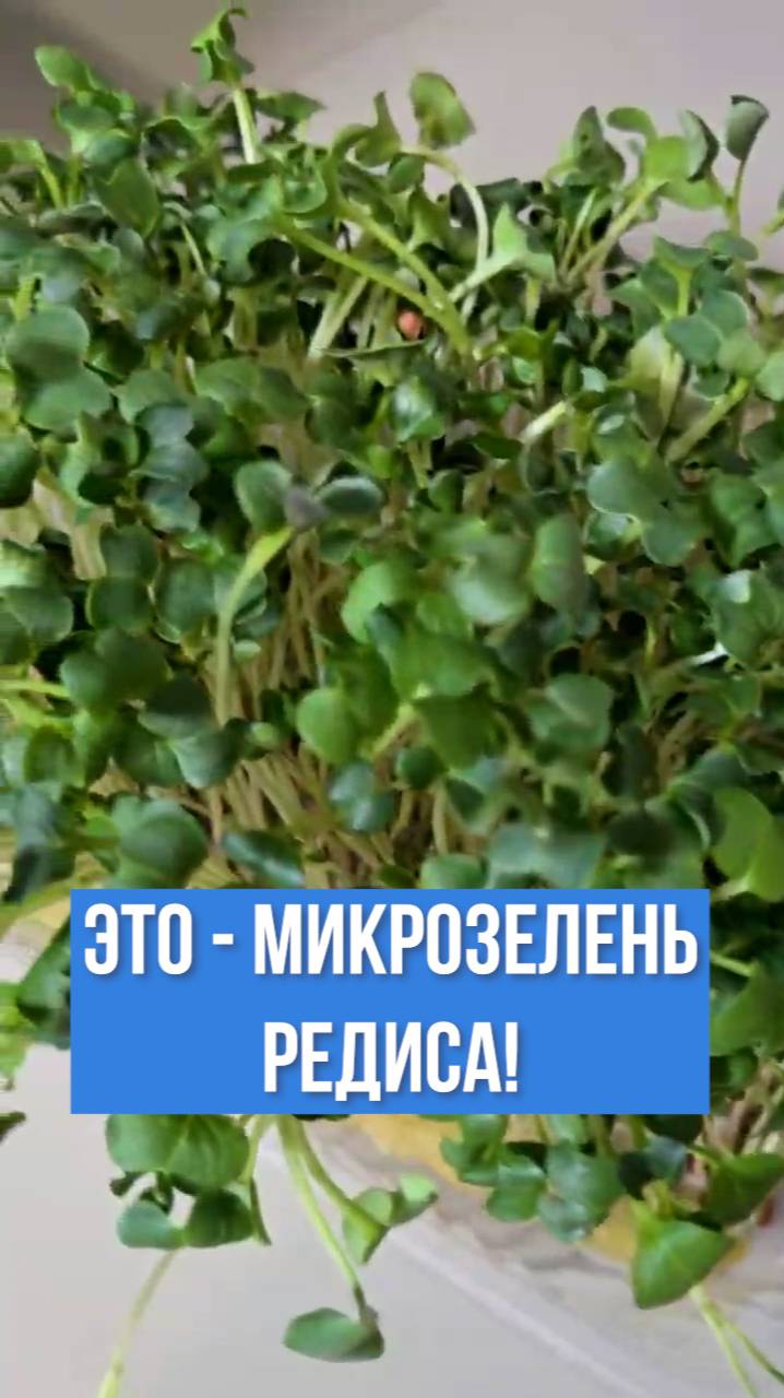 Чем так ПОЛЕЗНА микрозелень редиса?