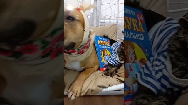 Стафф и Мейкун