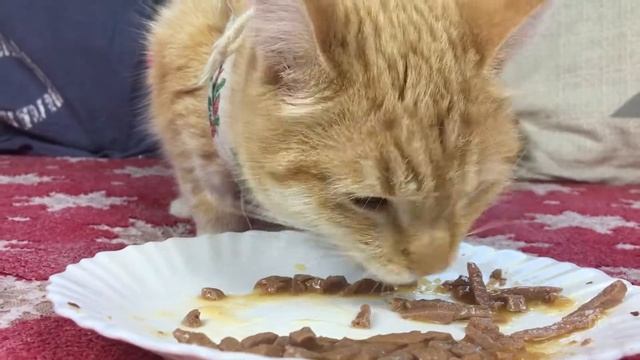 Aliska eats wet food Purina Perfect Fit CAT ASMR 🐱 72
