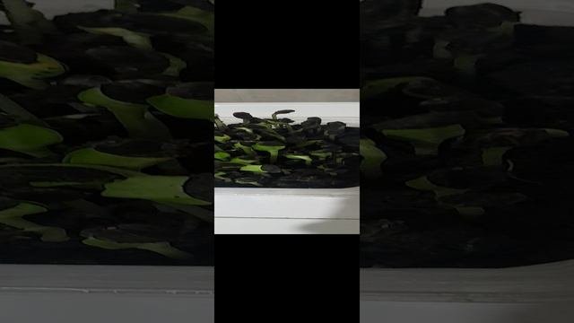 Подсолнух растёт на глазах