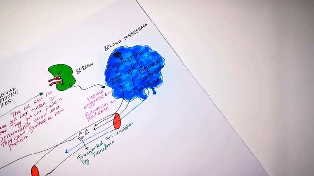 ERYTHROCYTE  LIFESPAN (INTRODUCTION TO ANEMIA ) PART II