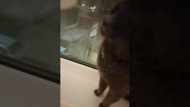 video_2024-12-02_17-17-34