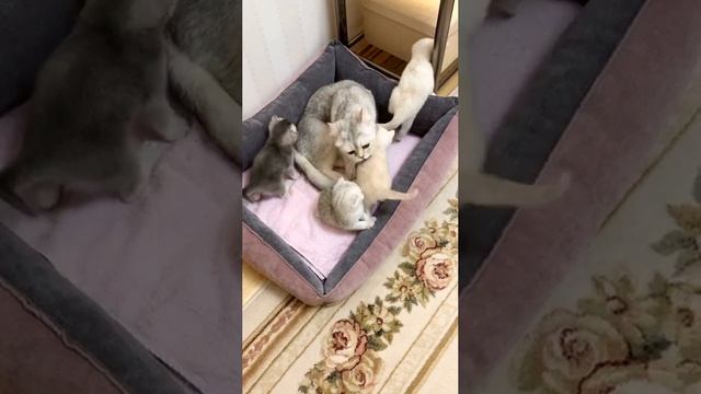 Котятам кошки Кайли 26 дней.