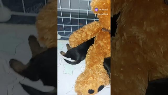 Устали детки.Спят в обнимку с мишкой🥰🤗