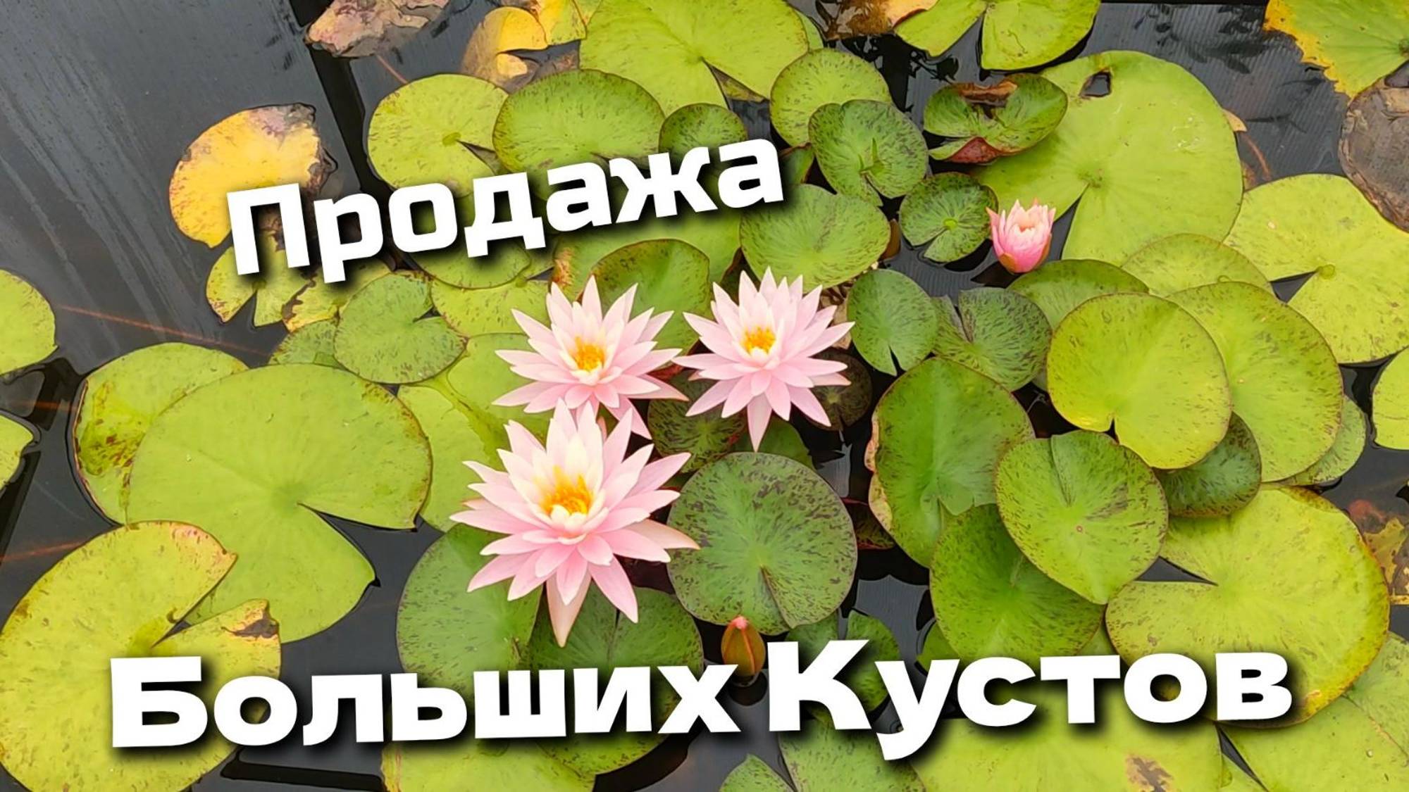 Продажа Больших Кустов в Питомнике ЯрПруд.