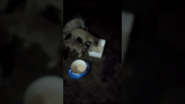 Волонтер даже вечером выходит на кормление щенков