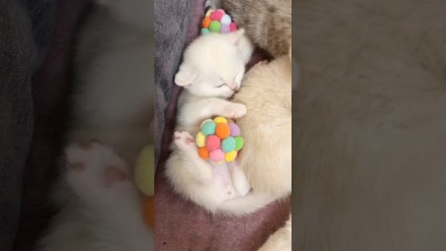 Котятам кошки Кайли 25 дней.