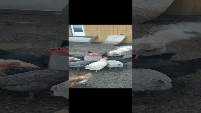 В деревне утро началось 🏠 Гуси🪿 куры🐔 утки🦆 кошечка Лапа
