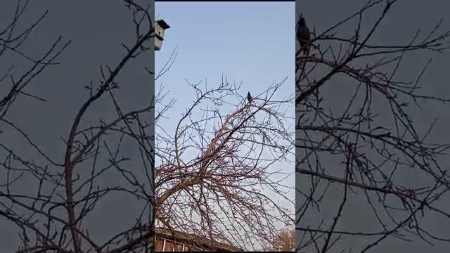 Весенние запевы птиц🐦возле дома