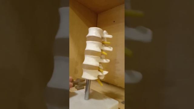 Intervertebral Joint Model | Vertebral Column | Spine Anatomy | Back Bone . #shortvideo  #anatomy