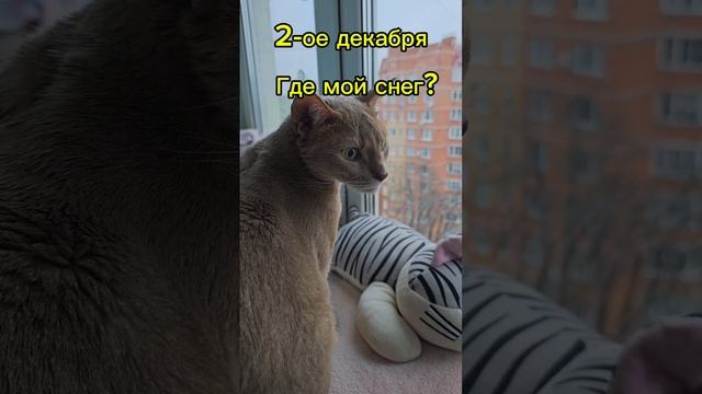 Где мой снег? Зима на дворе #смешнойкот #cat