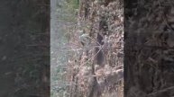 Plot Surrounding Video_srdvid-Guj-Amr-Lil-Bhe-32-P1-S2-03Feb13160940-V0