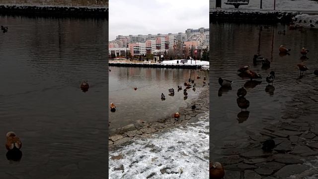 Ходынский пруд. Москва 06.11.2024 (11:11) (м. ЦСКА). Ходынское Поле - Парк культуры и отдыха.