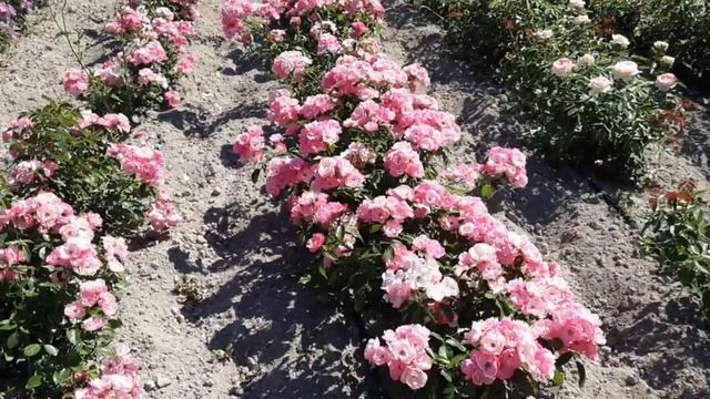 Парковая роза Анжела, Рапсодия ин Блю, Питомник Роз Полины Козловой rozarium biz