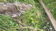 Экология. Вельский район Архангельской области.
