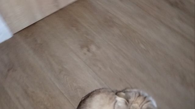 прятки в доме у милы