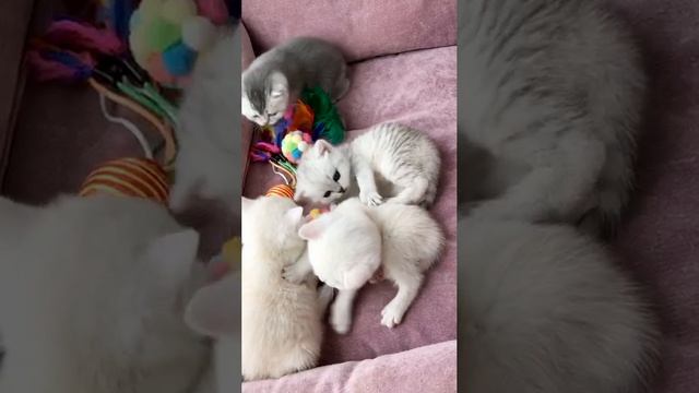 Котятам кошки Кайли 27 дней.