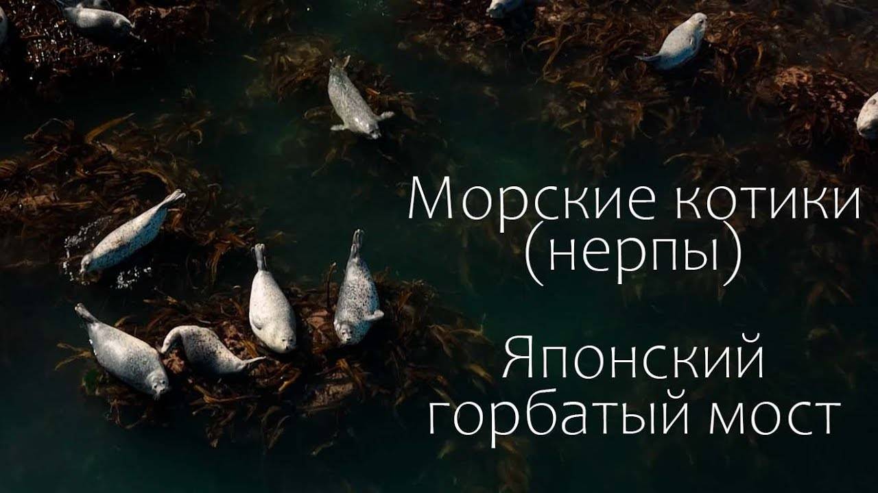 Морские котики (нерпы). Горбатый мост. Сахалин. #Сахалин #нерпы