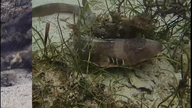 THIS SHARK CAN LIVE OUT OF WATER FOR 12 HOURS?!? BROWNBANDED BAMBOO SHARK