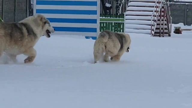 Puppies_of_the_Central_Asian