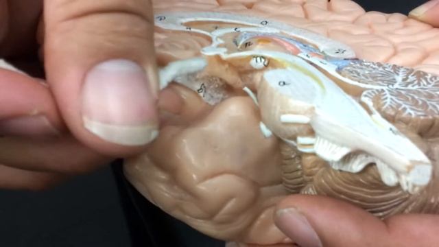 Neuroanatomy Diencephalon