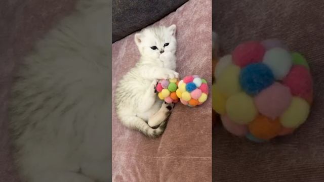 Котятам кошки Кайли 25 дней.