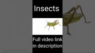 insects names
