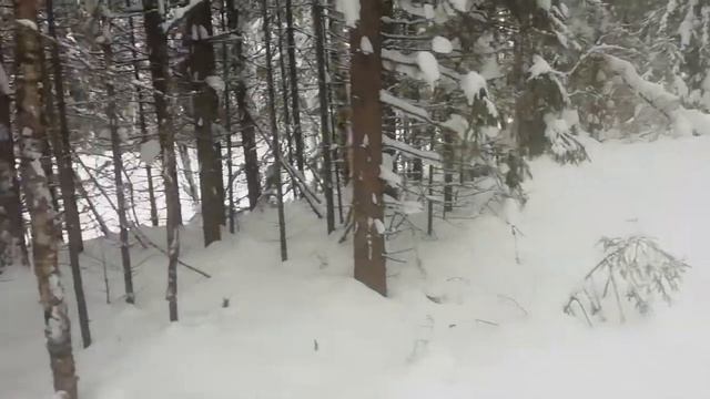 Топчу дорогу в глухой тайге.Февраль.Мотособака с гусеницей Буран МД.