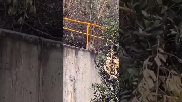 Мы в ВК https://vk.com/life_of_cats
