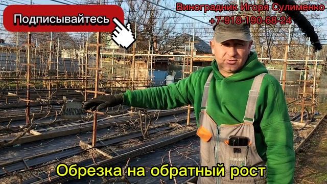 Обрезка винограда. Просто и доступно!