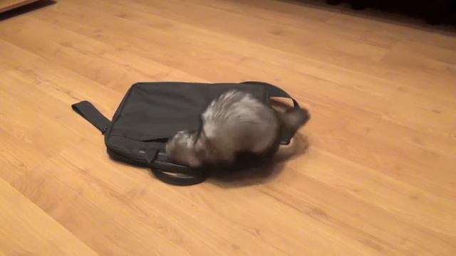 Кусака