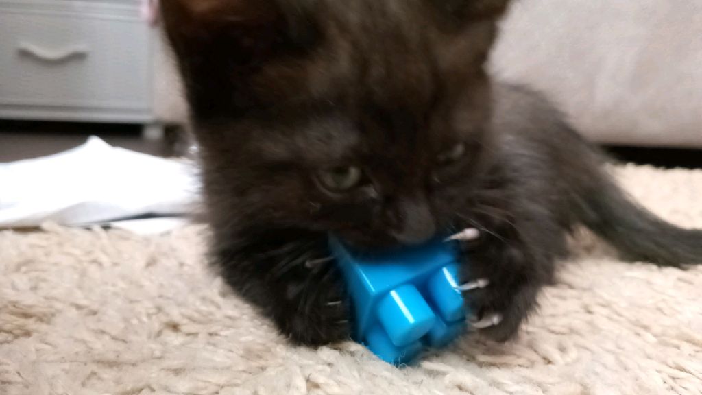 миук миук зубки чишук❤️❤️🐾