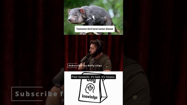 Tasmanian Devil Facial Tumour Diseaser#1927, #JoeRogan,#jre,#joeroganexperience