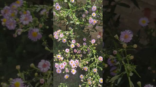 Planta Aster Tataricus