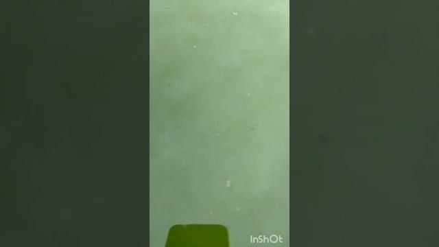 Что будет через 1,5 месяца с водой в бассейне, если за ним не ухаживать.