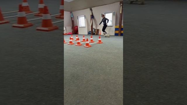 Подготовка к выставкам Фифочка)