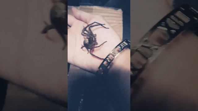 Trigger warning: spiders---made a spider friend💜💜💜🕷🕸