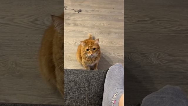 Я тебе говорю нельзя залезть