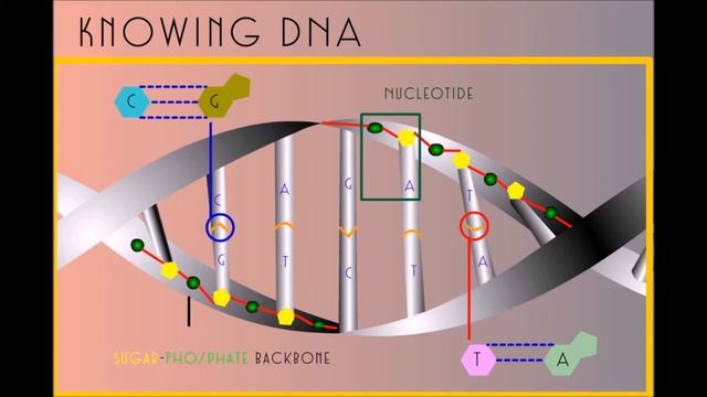 Bio DNA Replication