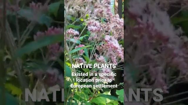 What are native plants?  These are some guidelines I follow.  There are other opinions too! 😉