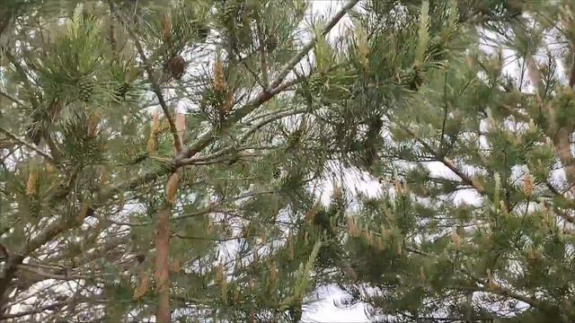 Собираю шишки в лесу. Польза хвойного концентрата