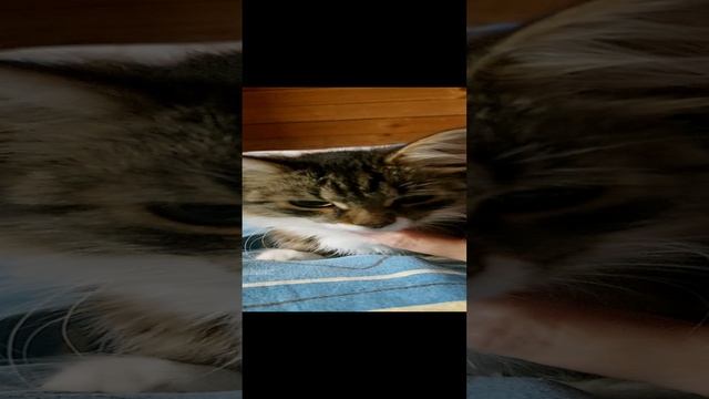Кошечка с картинки.