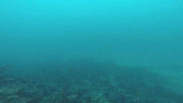 Diving Skottevik, Lillesand - Norway.