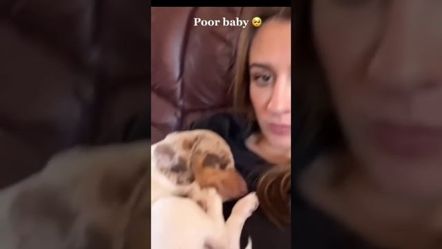 коты против собак, вечное противостояние